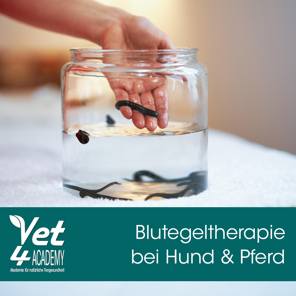 Videoaufzeichnung - Blutegeltherapie für Hund und Pferd Krug, Krug