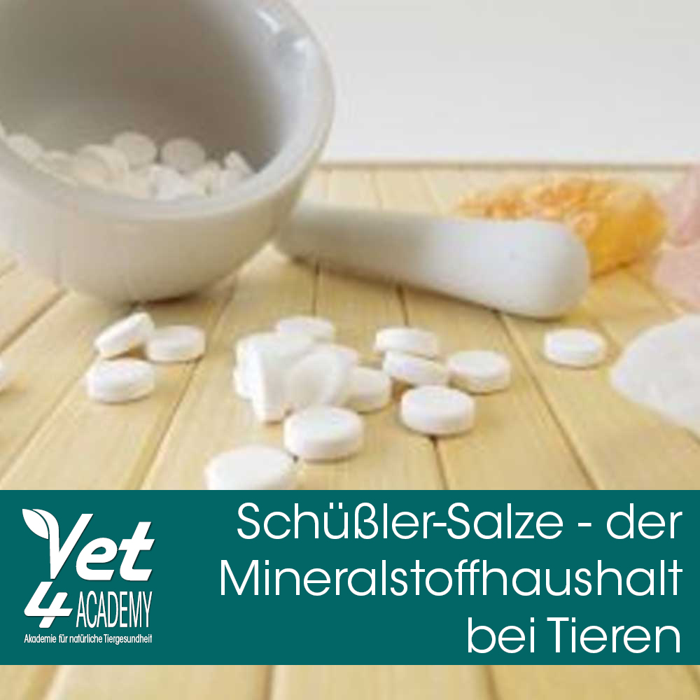 Videoaufzeichnung - Schüßler Salze Videoaufzeichnung - Schüßler Salze