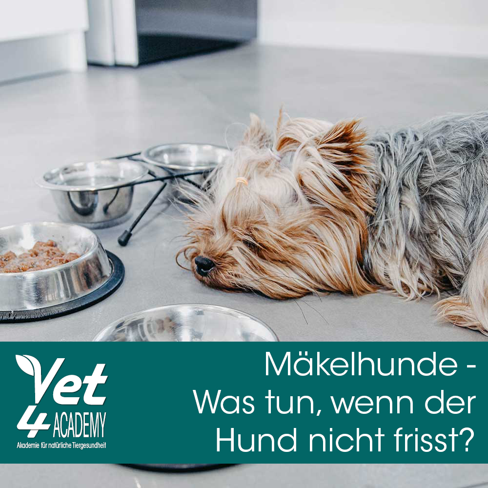 Videoaufzeichnung - Mäkelhunde Videoaufzeichnung - Mäkelhunde