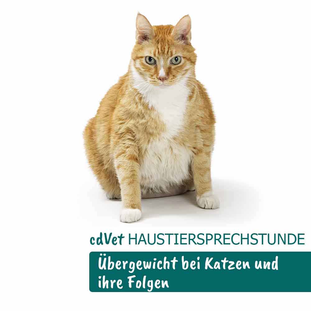 cdVet Haustiersprechstunde - Thema: Übergewicht bei Katzen und ihre Folgen