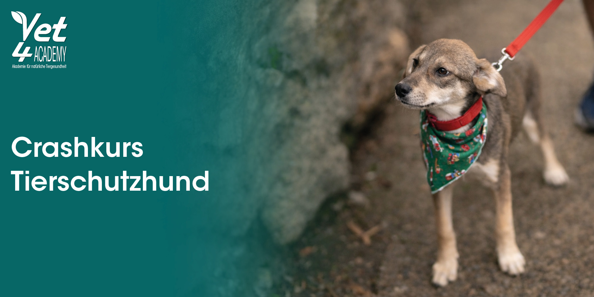 Zubehor, Riemen, Hund, Säugetier, Haustier, Zubehor, Riemen, Hund, Säugetier, Haustier, hund, bandana, leinen, muster, tierarztkurs