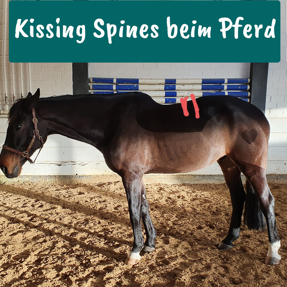 Kissing Spines beim Pferd