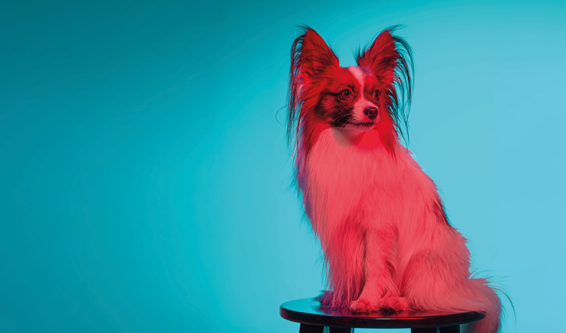Papillon-Hund, Langhaar, Stehohren, Kleinhund