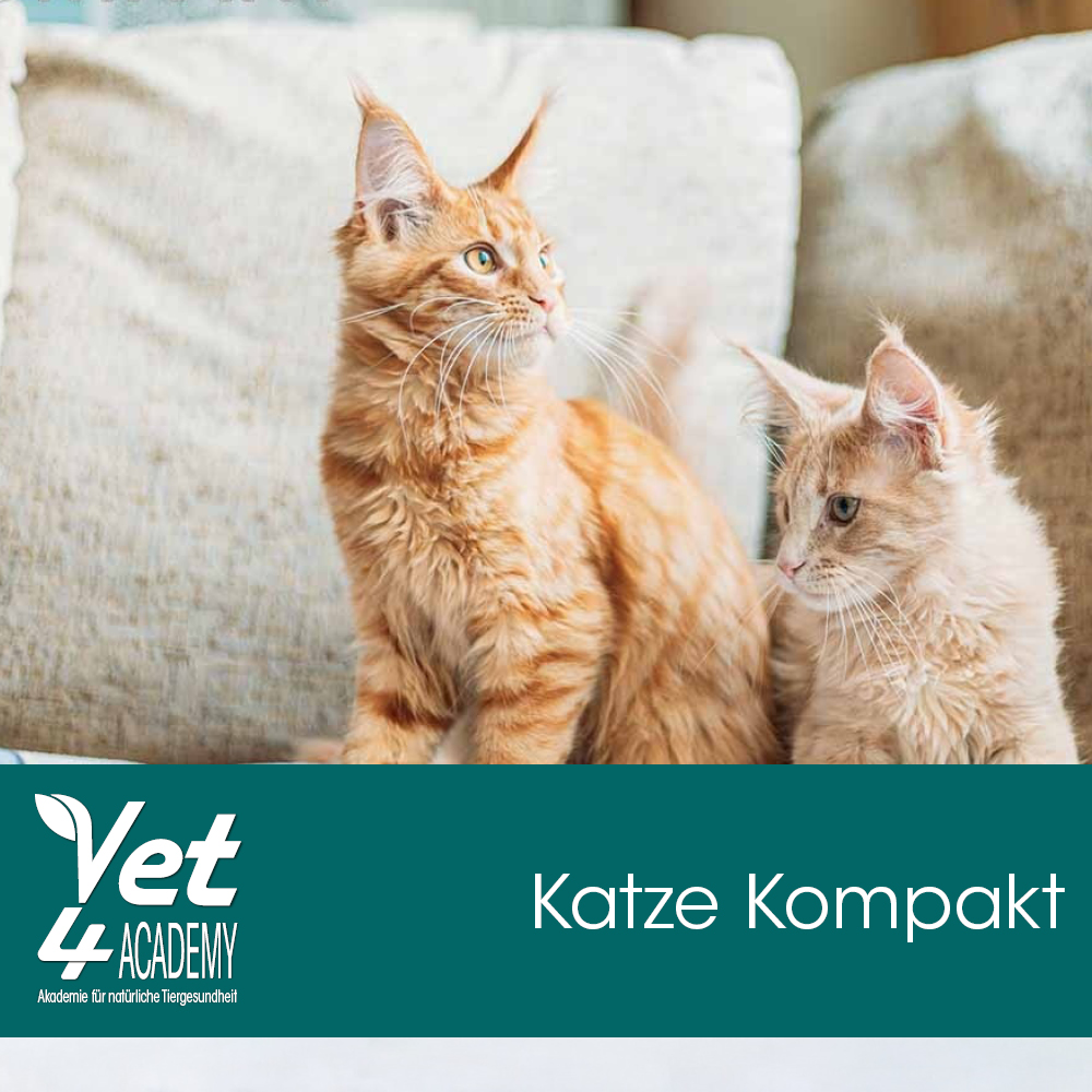 Videoaufzeichnung - Katze Kompakt Videoaufzeichnung - Katze Kompakt