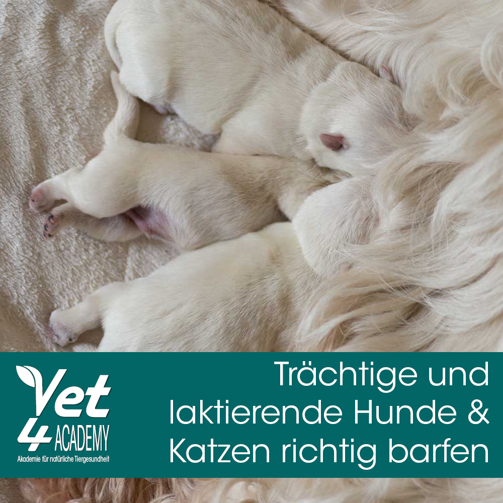 Videoaufzeichnung - trächtige und laktierende Hunde/Katzen richtig Barfen Hund, Haustier, Welpe, Person, Schlafend