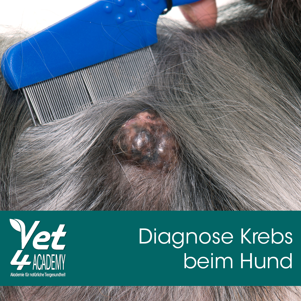 Videoaufzeichnung - Diagnose Krebs beim Hund Videoaufzeichnung - Diagnose Krebs beim Hund