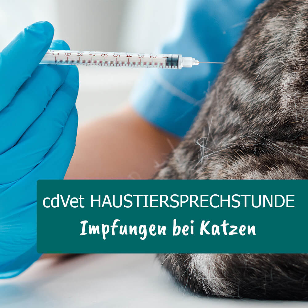 cdVet Haustiersprechstunde - Thema: Impfungen bei Katzen