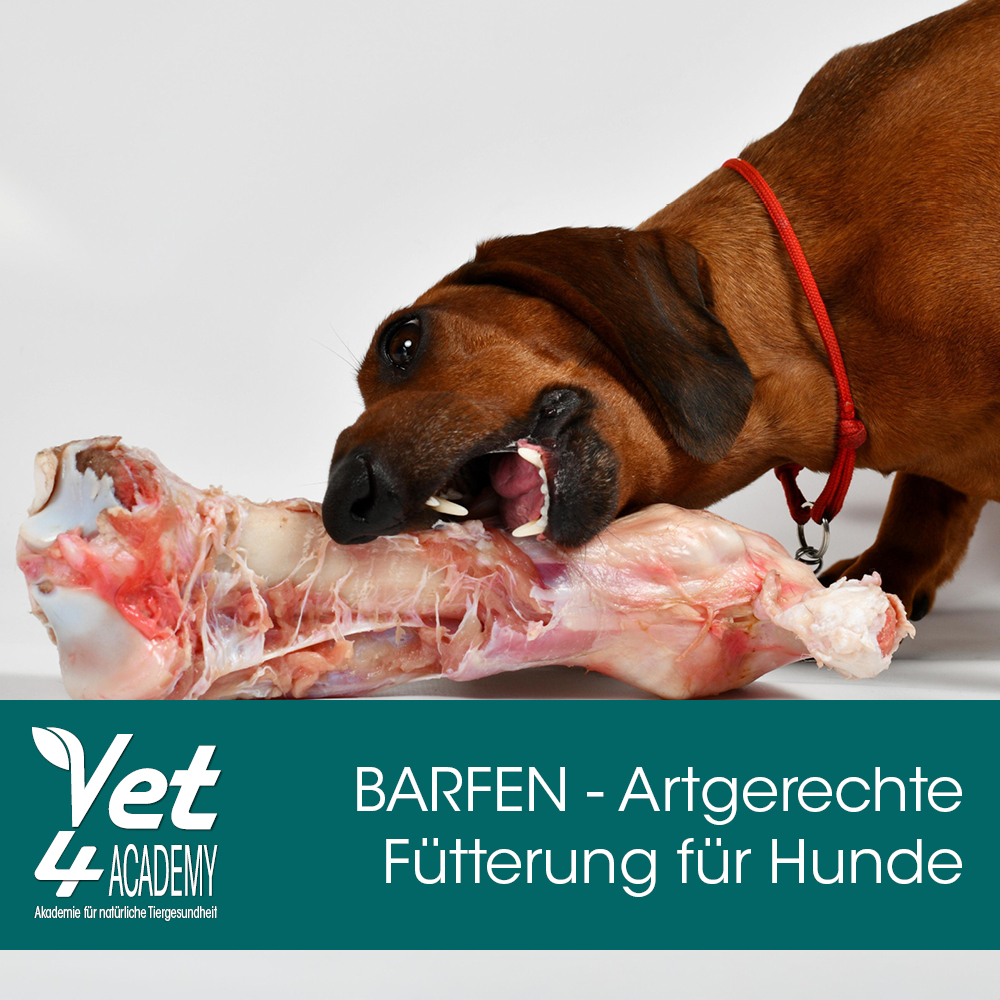 Videoaufzeichnung - BARFEN - natürlich & artgerechte Fütterung für Hunde mit cdVet! Schnauze, Hund, Säugetier, Haustier